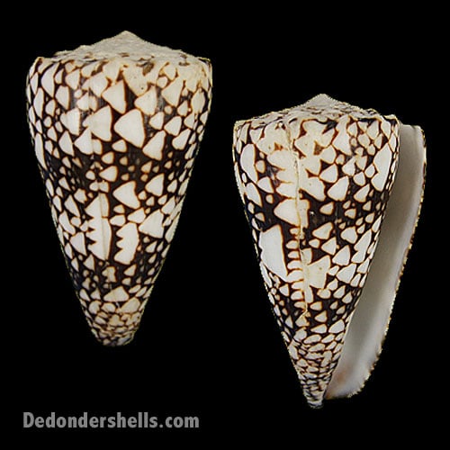 Conus Bandanus De Donder Shells