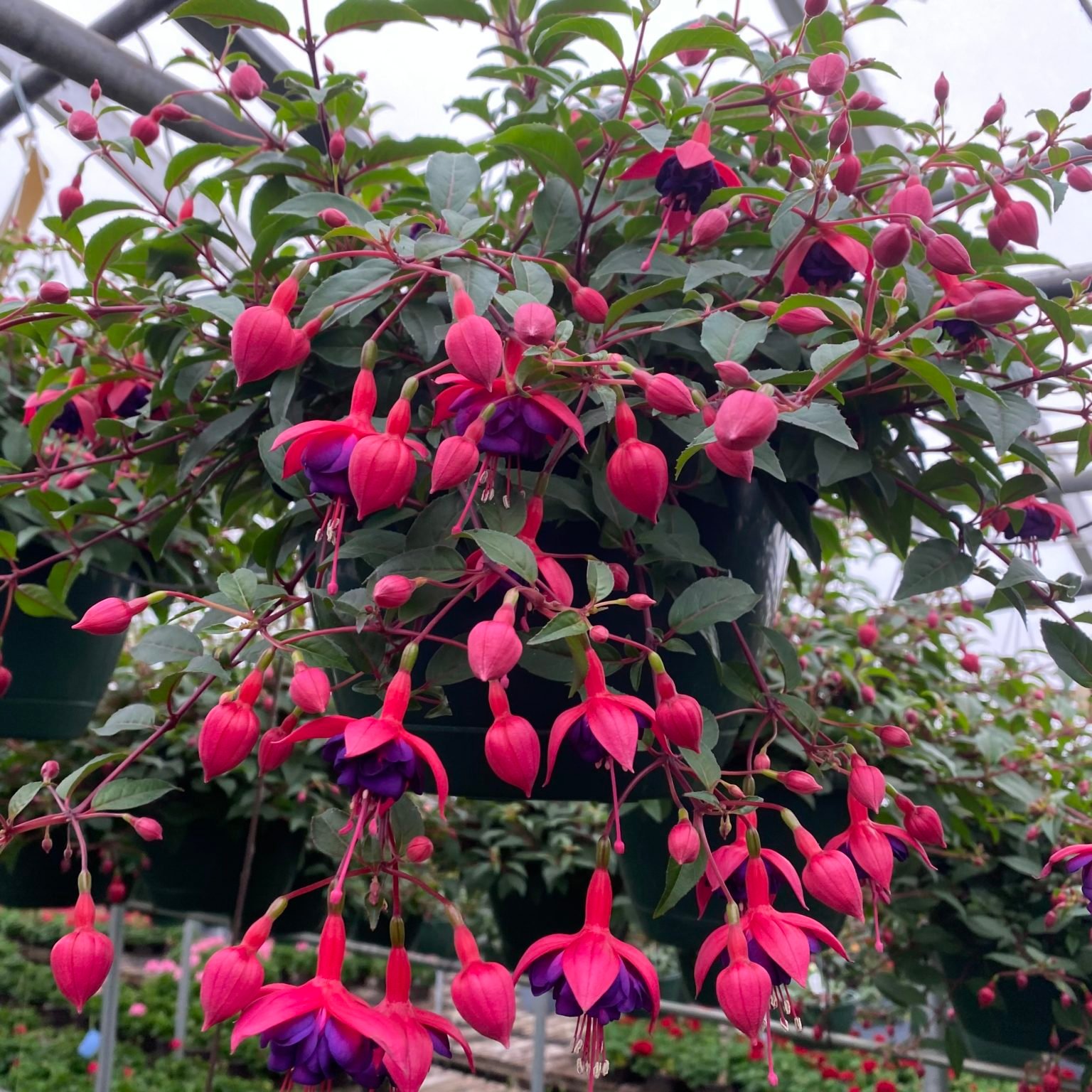 10" Fuchsia