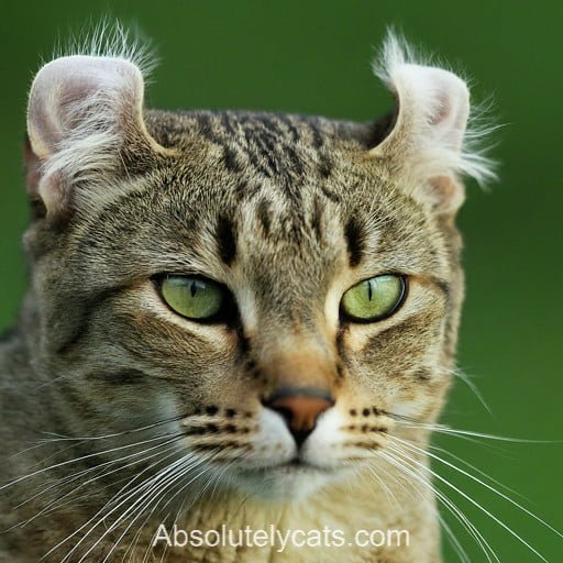 The Fascinating World of American Curl Cats: History, Characteristics ...