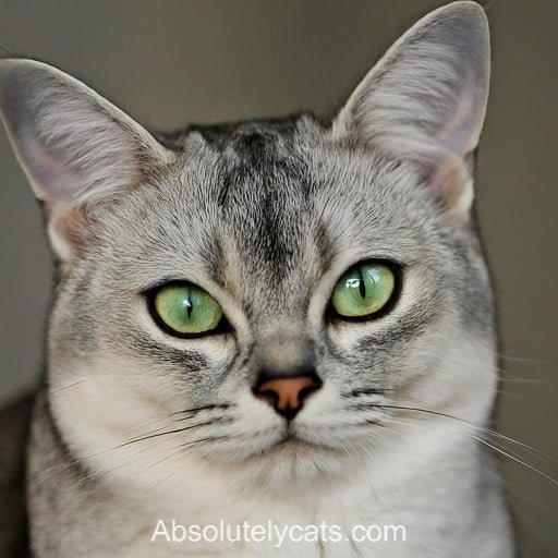 Black Siamese Cats: Perfect Companions with Intelligence, Beauty, and