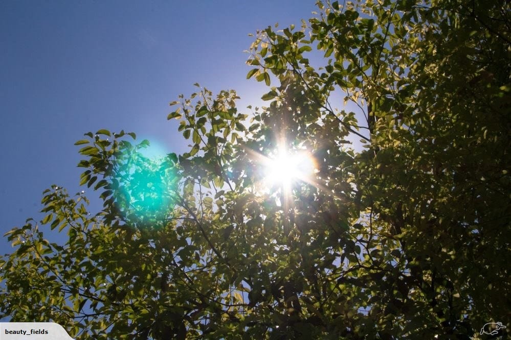 Camphor Essential Oil