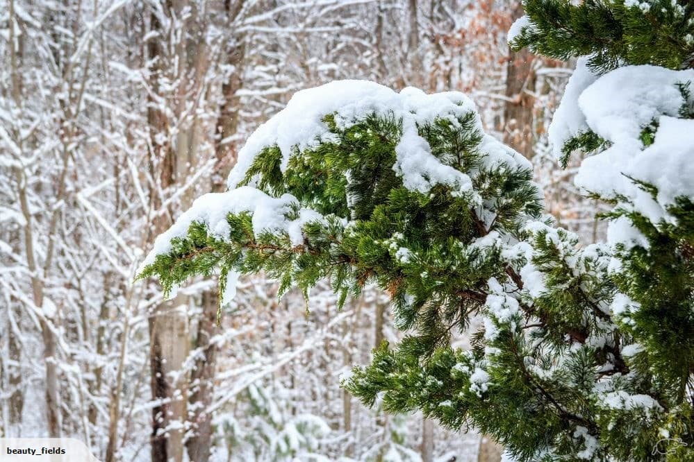 Cedarwood Essential Oil