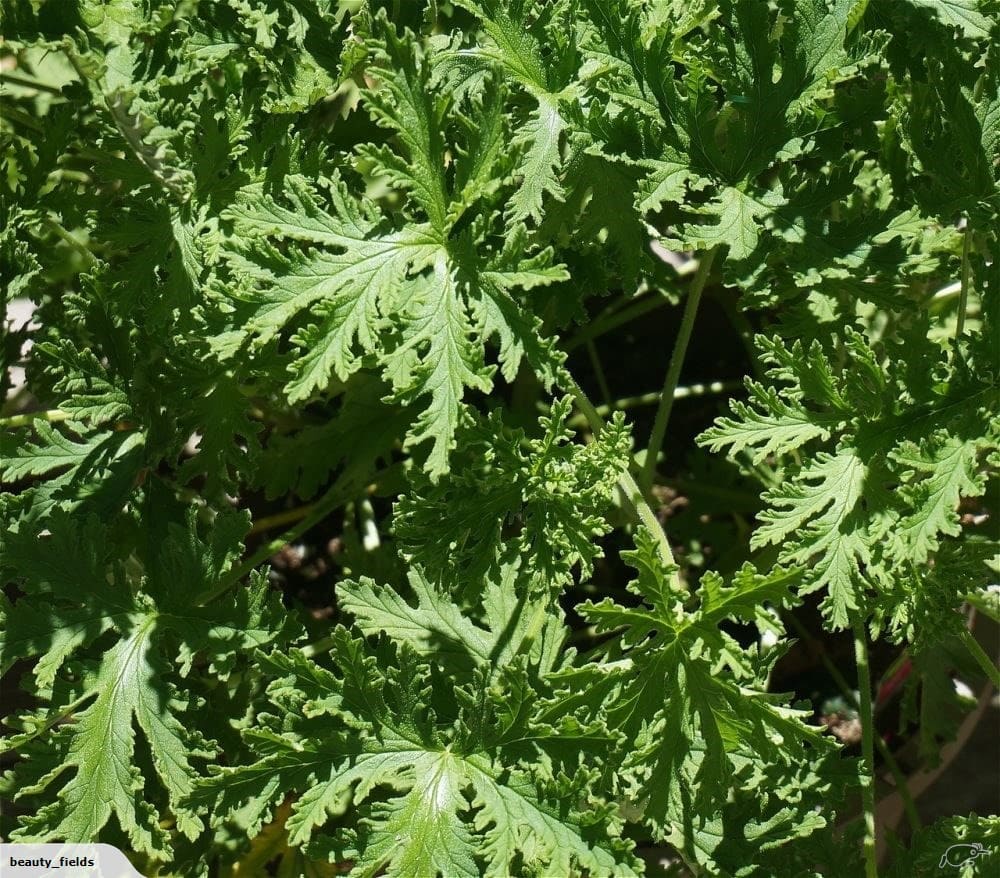 Citronella Essential Oil