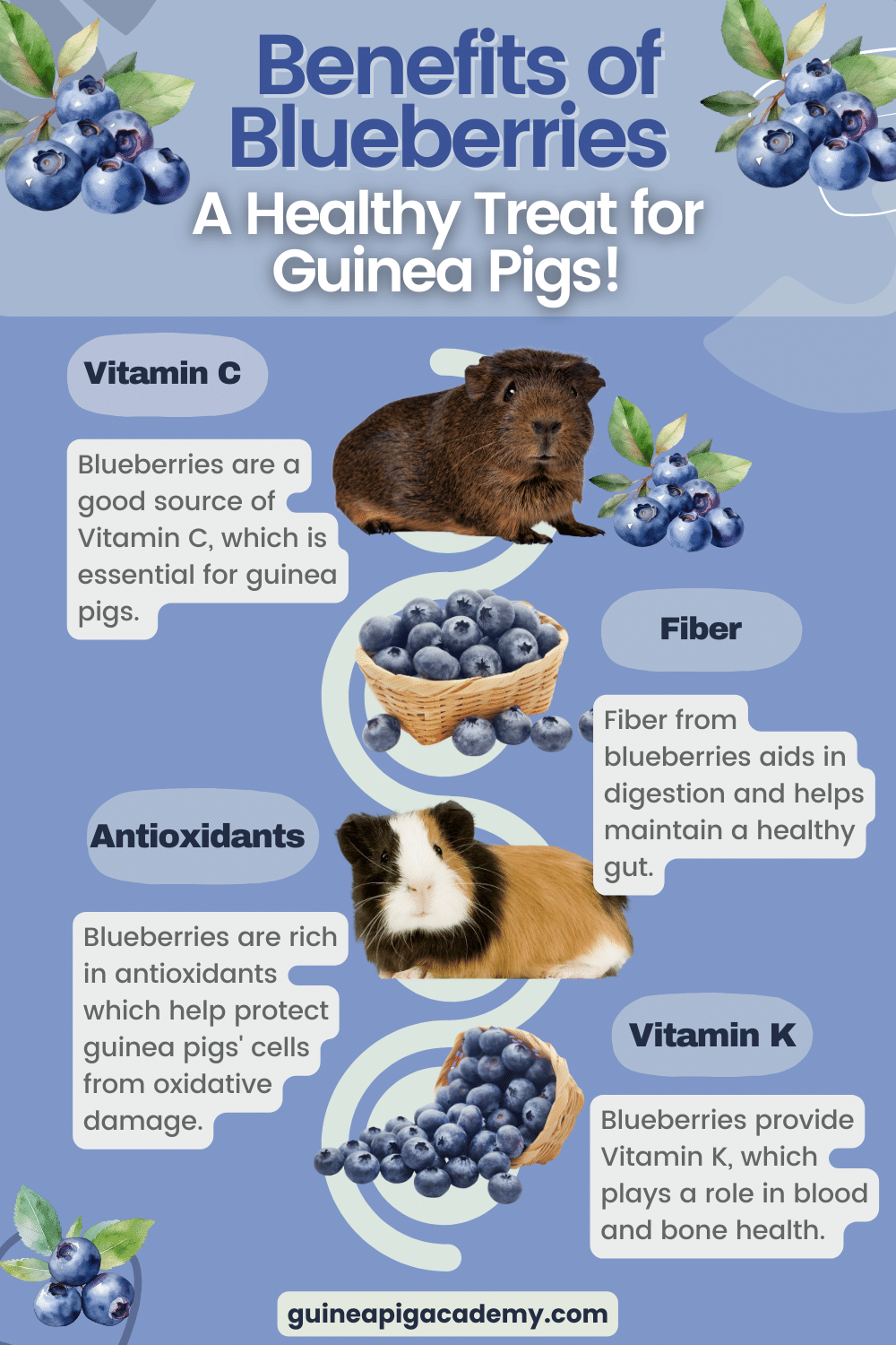 Guinea pigs eat blueberries hotsell