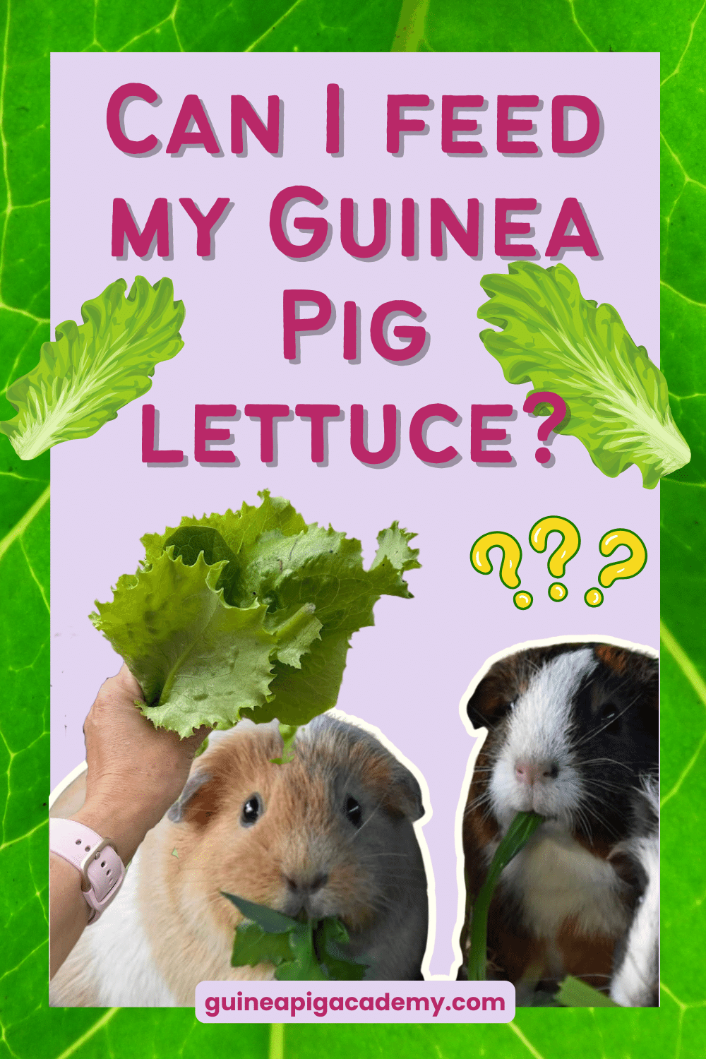 Can guinea pigs eat curly kale best sale