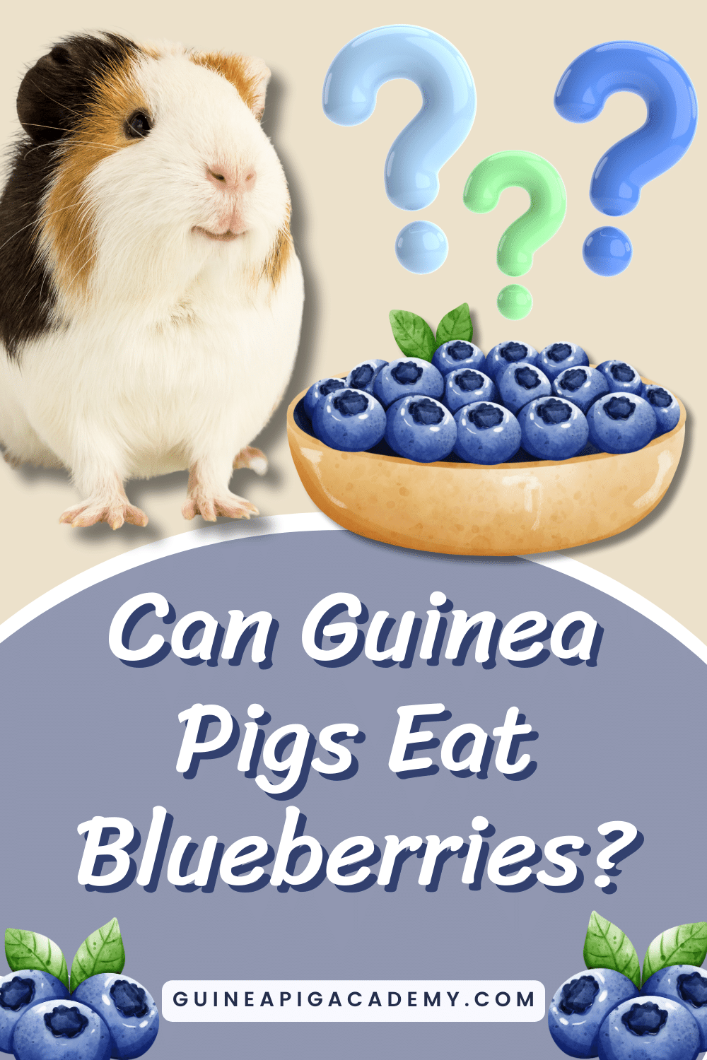 Are blueberries safe for guinea pigs best sale