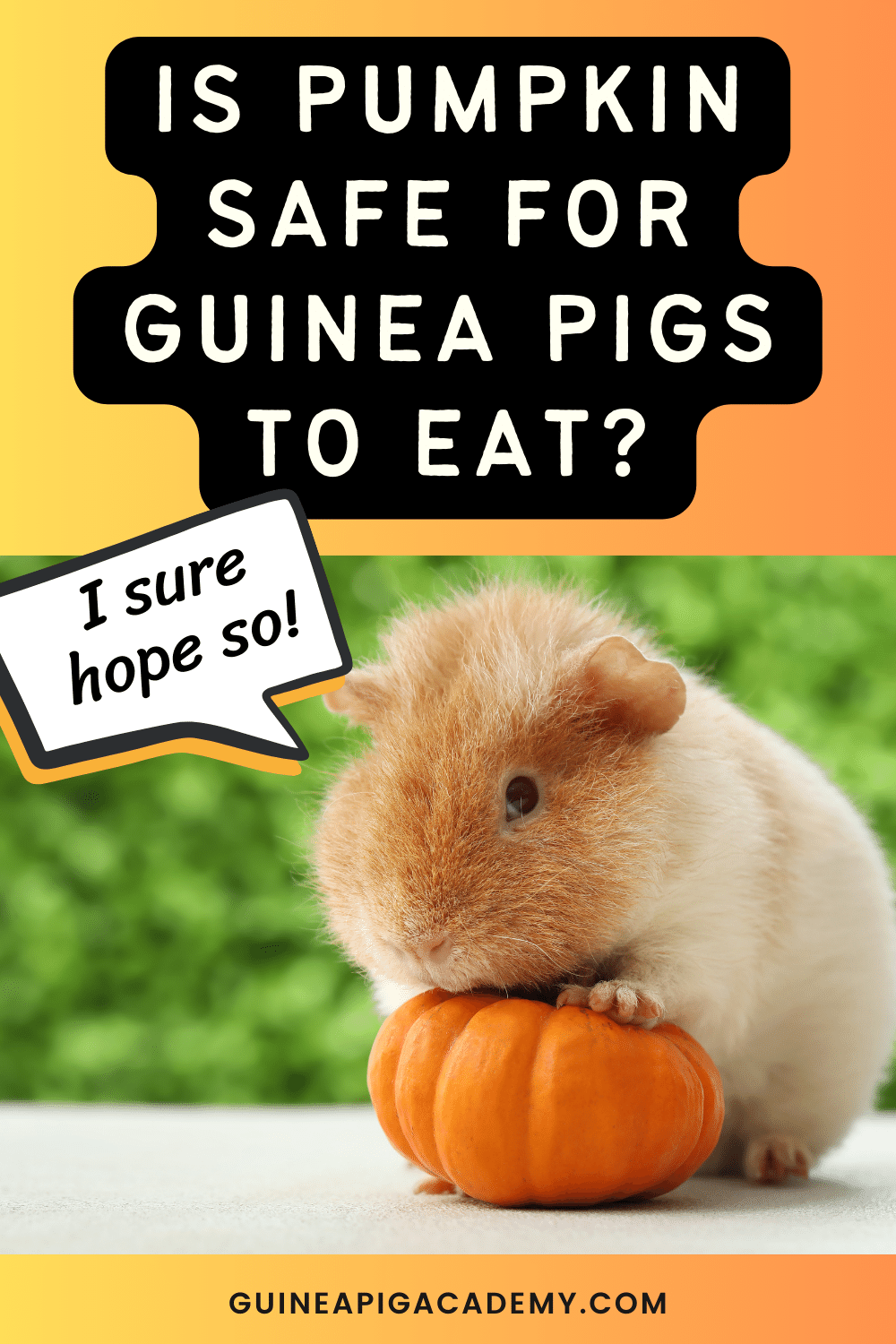 Can Guinea Pigs Eat Pumpkin? What You Need to Know Guinea Pig Academy