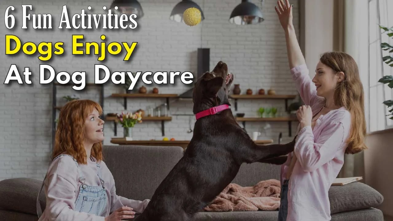 Fashion playtime doggy daycare 2