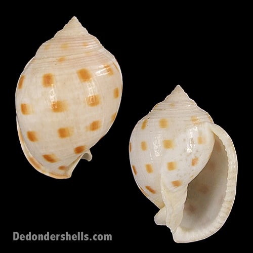 Cassidae Archives - De Donder Shells