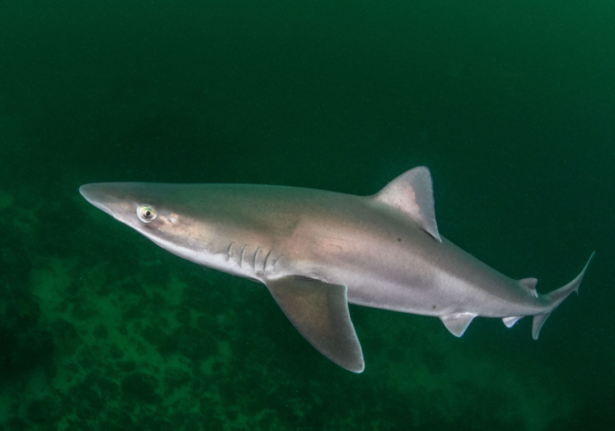 Shark Week: Tope Sharks in Ireland | FairSeas