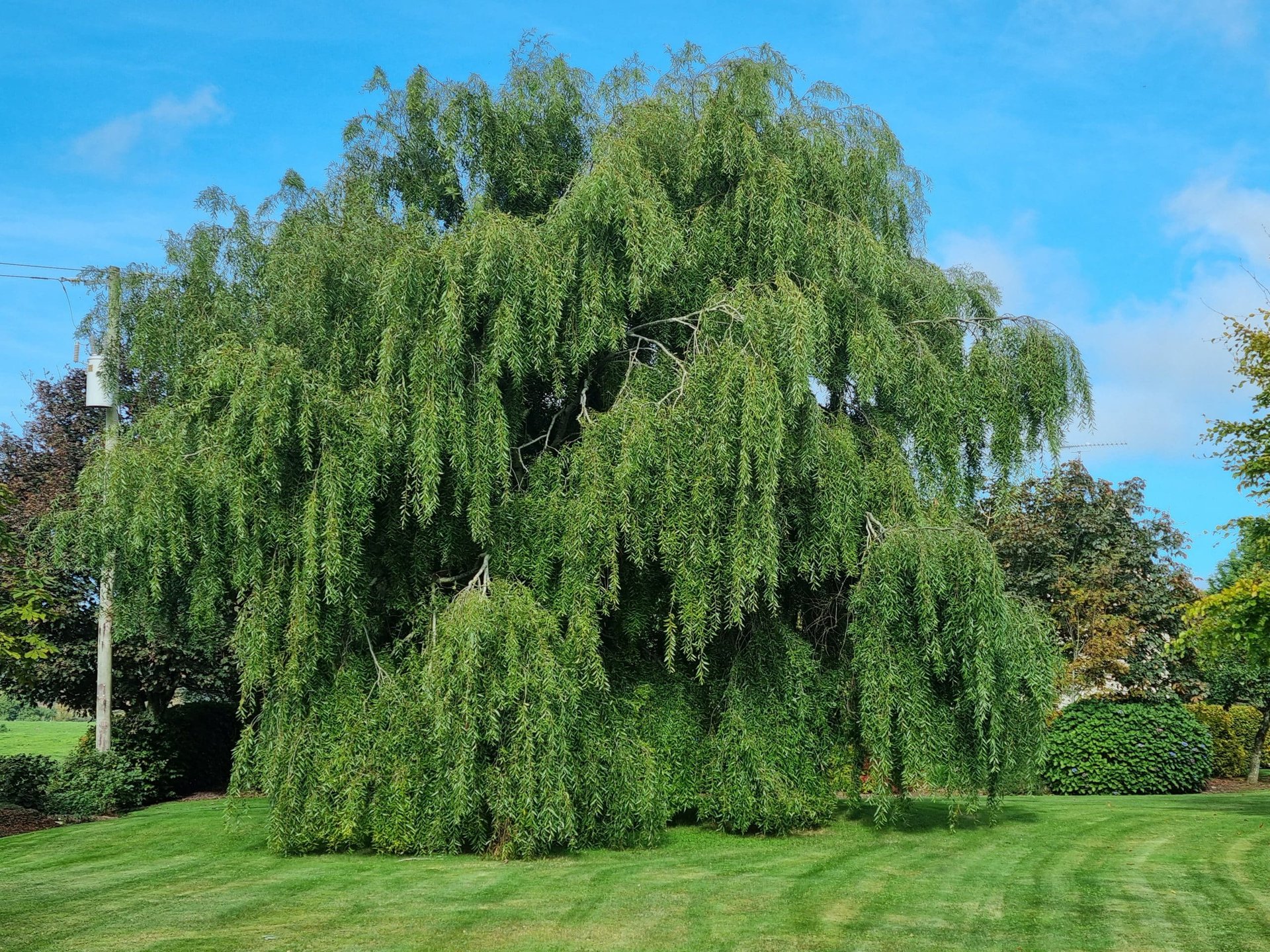 Weeping Willow Trees For Sale Ireland Hedging.ie
