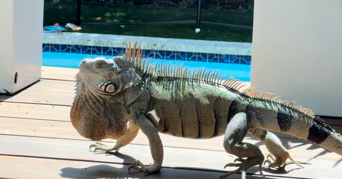 Humane Iguana Control