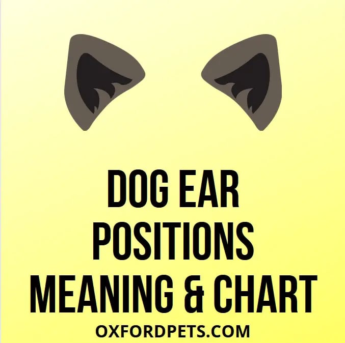 15 Dog Ear Positions Meaning Chart With Pictures - Oxford Pets