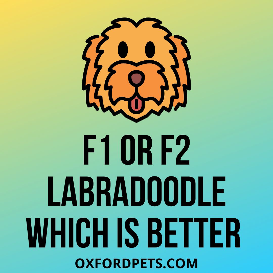 F1 Or F2 Labradoodle Which Is Better And Why? - Oxford Pets