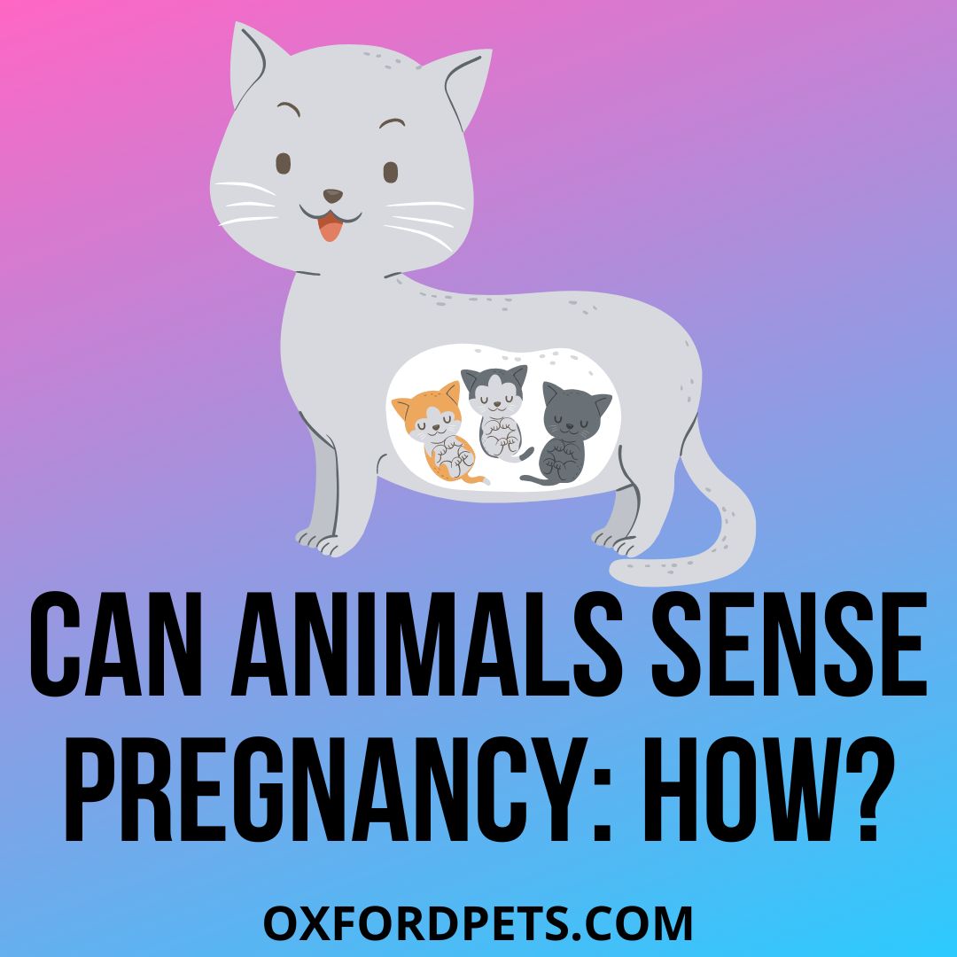 Do Animals Know When They Are Pregnant? Myth or Truth - Oxford Pets