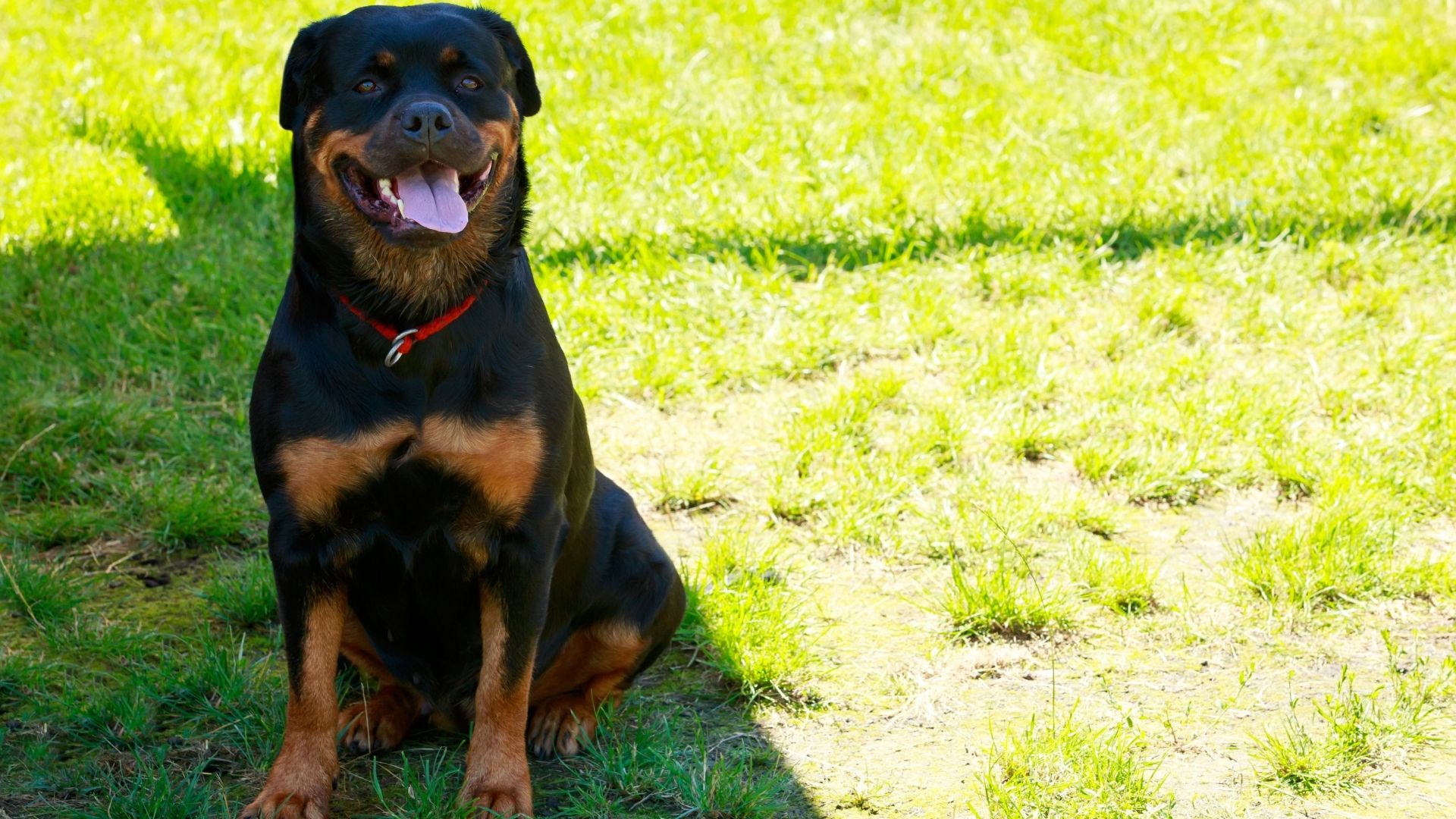 21 Black And Tan Dog Breeds You Must Know Oxford Pets 21 Black And Tan Dog Breeds You Must Know Oxford Pets