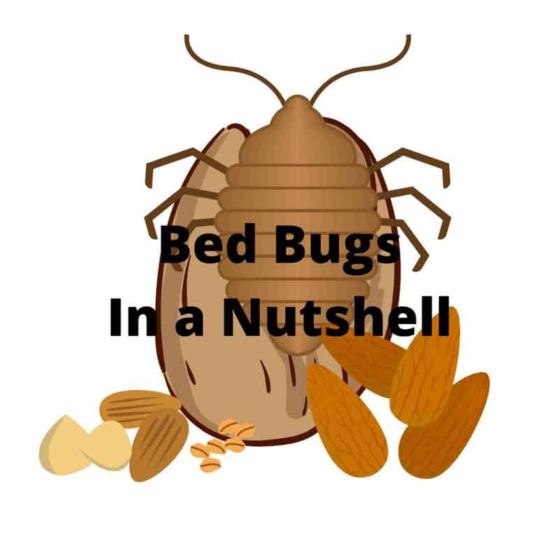 Does Bed Bug Heat Treatment Work Better Than Chemical?