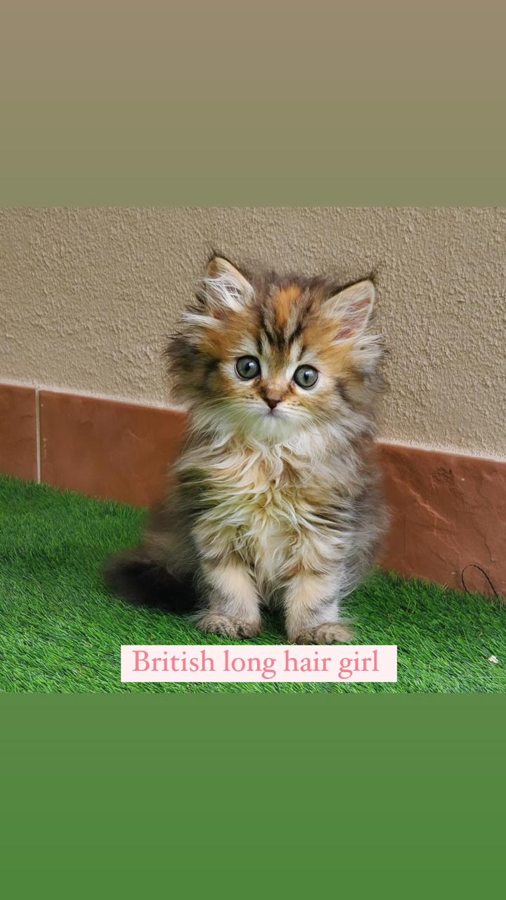 british long hair girl