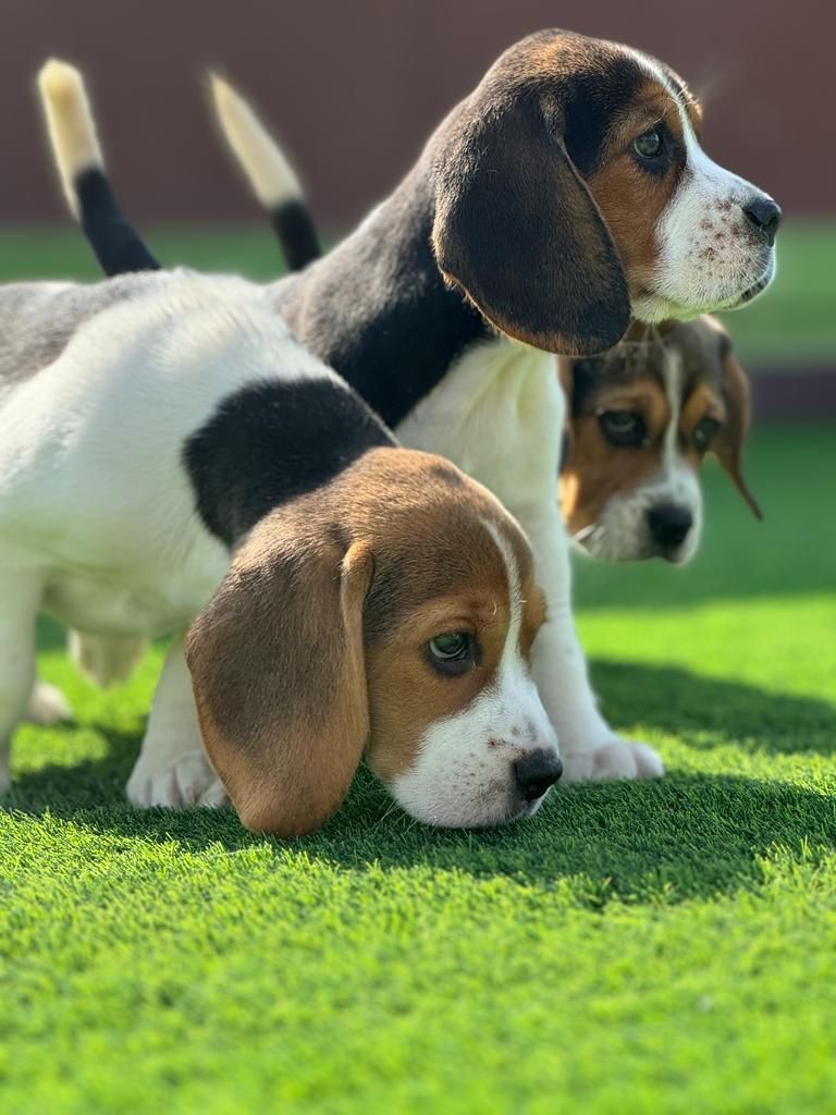 Beagles