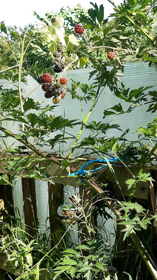 Plante En Boîte - Mûrier - Set De 3 - Rubus Sans épines - Hauteur 25-40 Cm - ⌀9 Cm