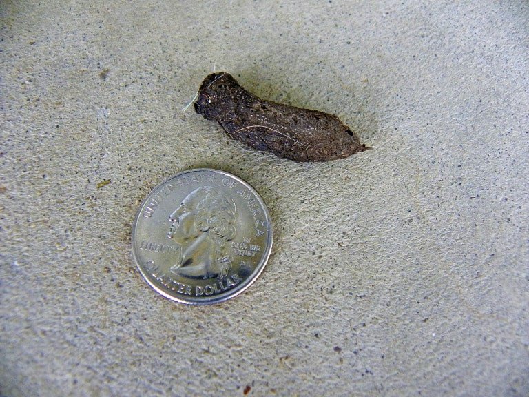 What Does Frog Poop Look Like (You May Be Surprised) Amphibian Life
