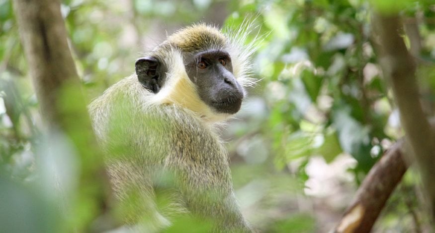 Best All-Inclusives for Hanging Out With Monkeys | Best All Inclusive