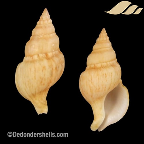 Buccinidae Archives - De Donder Shells