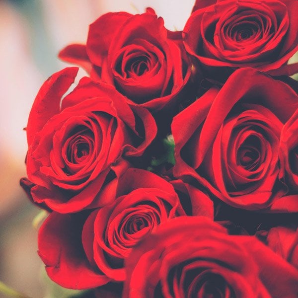 red-roses