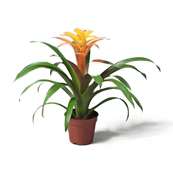 Guzmania