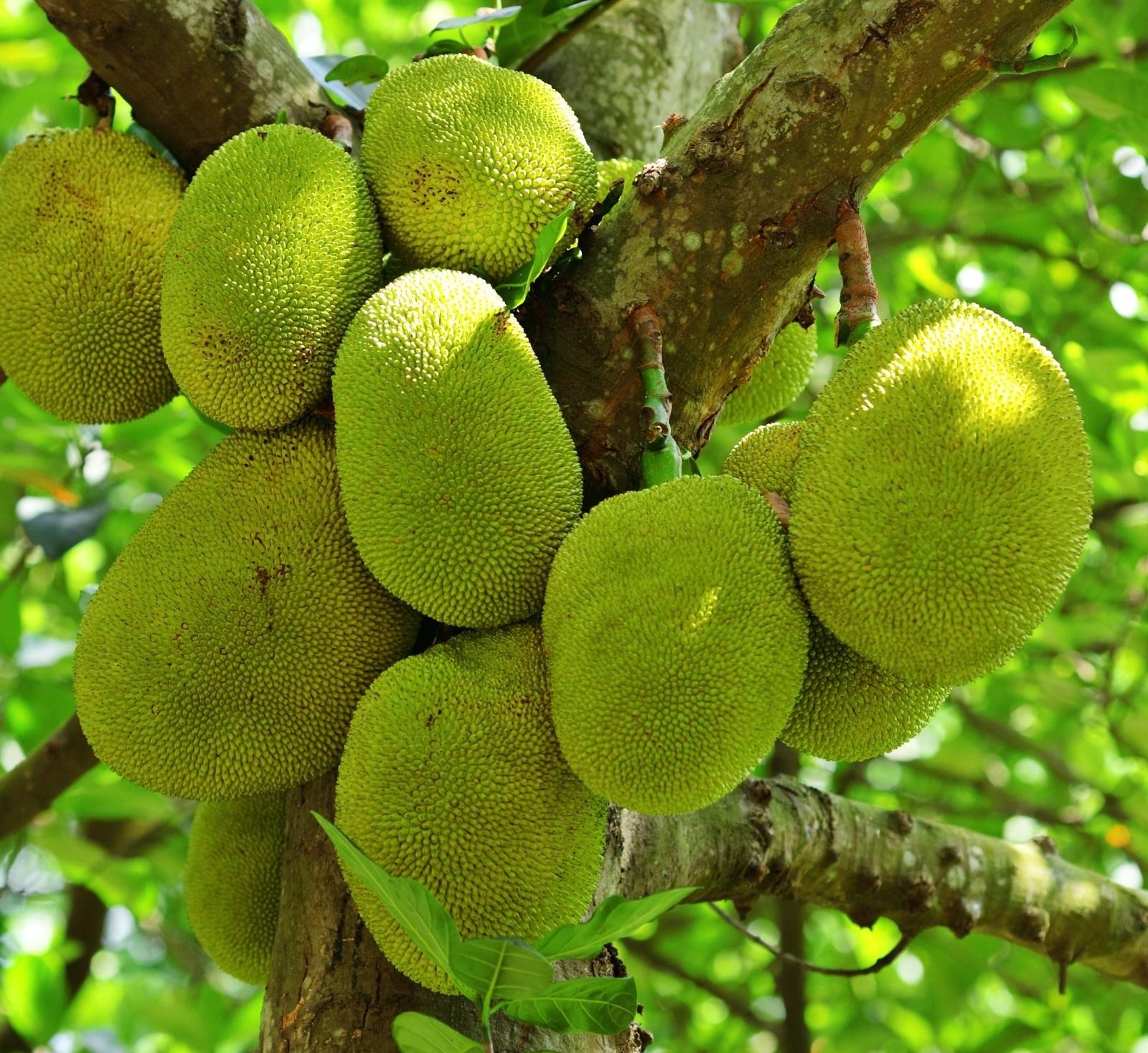 Artocarpus Heterophyllus "Jackfruit Plant" Green Souq