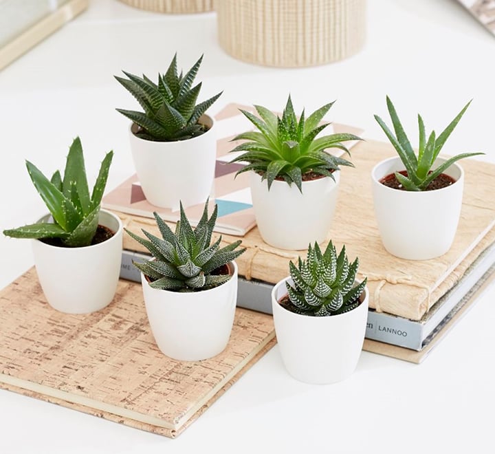 Mini succulents Haworthia 4-6cm per piece