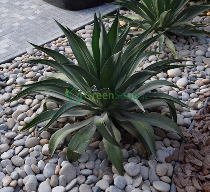 Agave Attenuata or spineless century plant