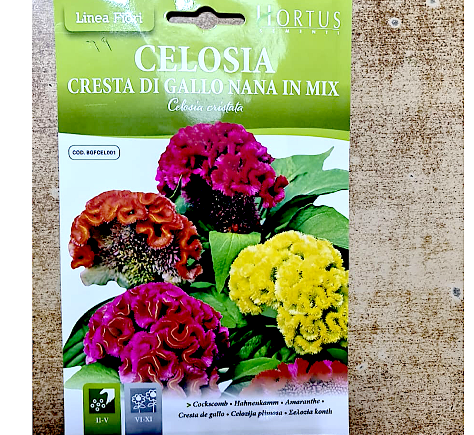 Celosia Greensouq