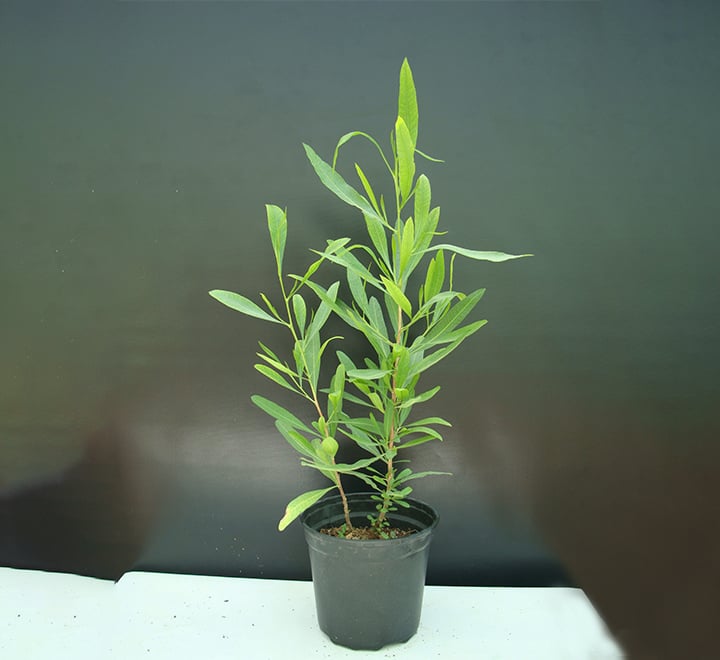 Dodonaea viscosa “Hopbush”