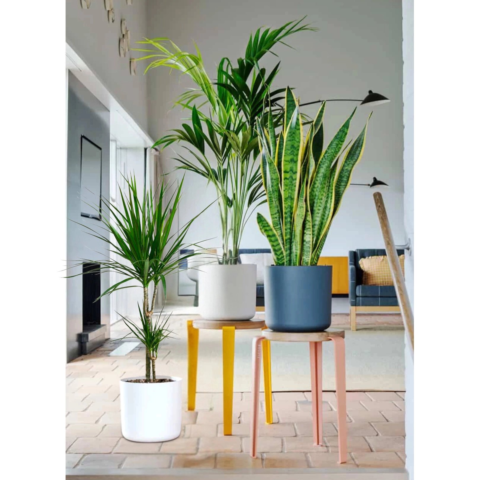 Tall Plants Bundle