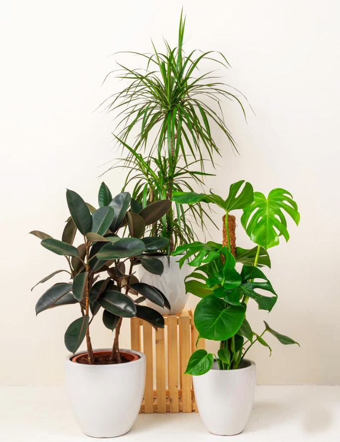 Urban Jungle (Monstera Deliciosa | Ficus Elastica | Dracaena Marginata)