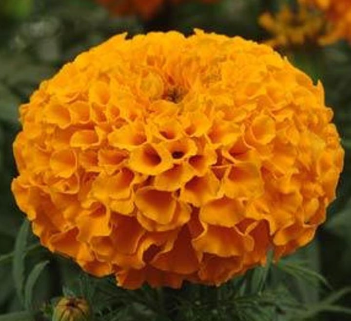 Marigold