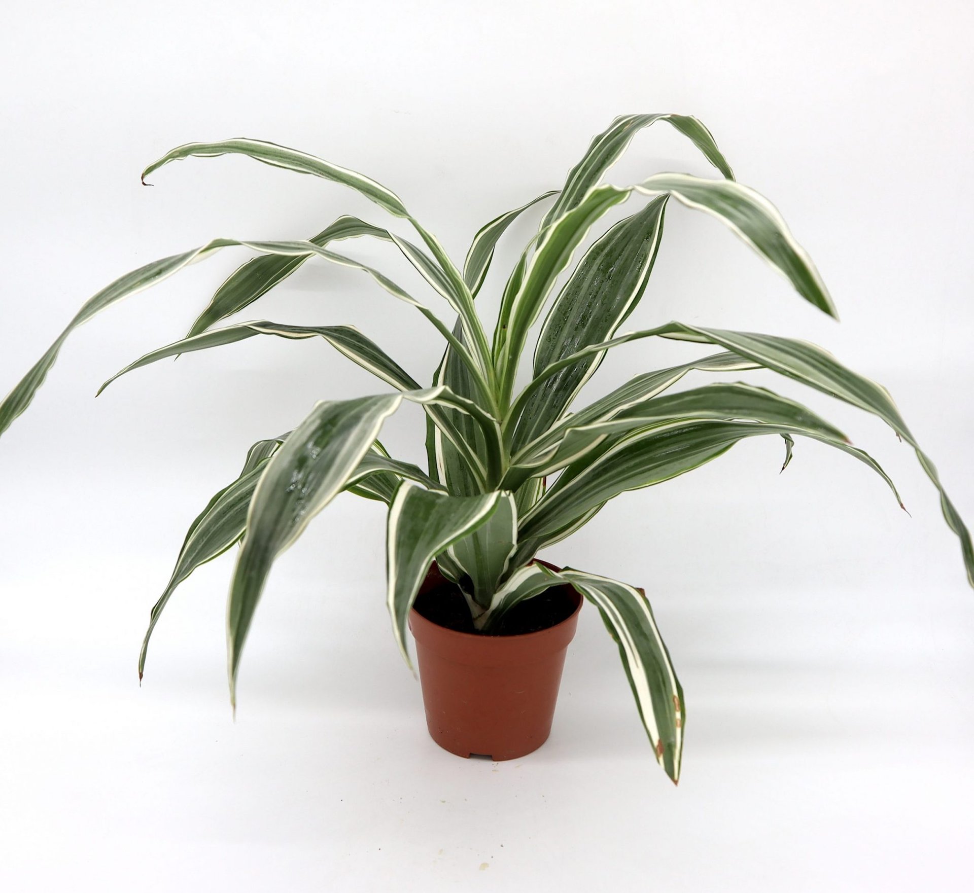 Dracaena Deremensis "Warneckii" Greensouq