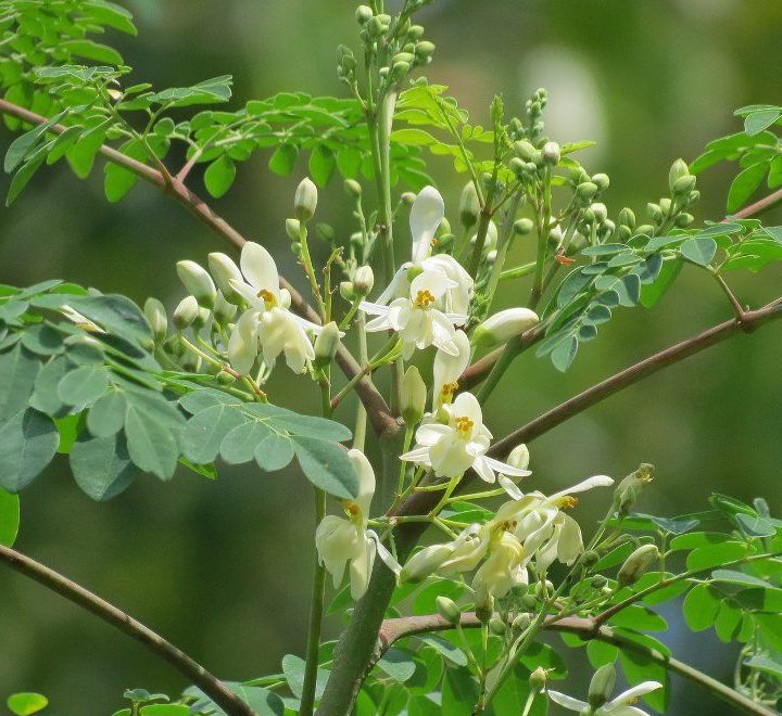 Moringa Green Souq