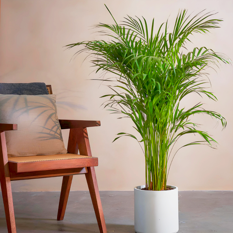 areca palm holland greensouq