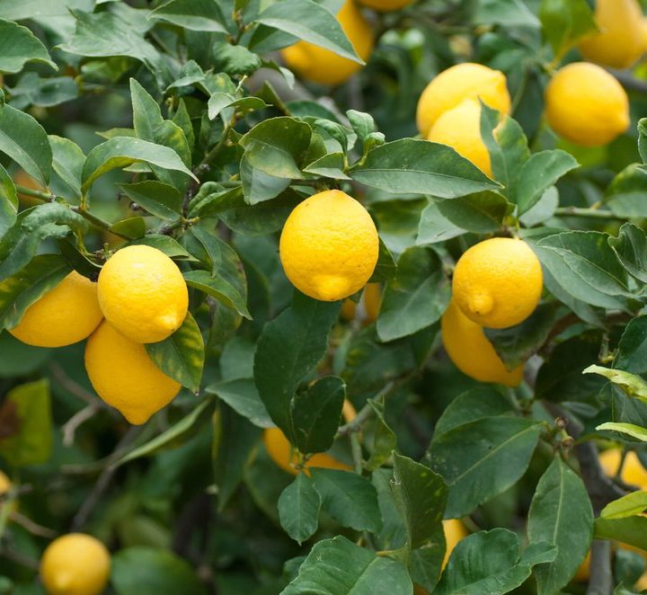 Lemon tree Green Souq