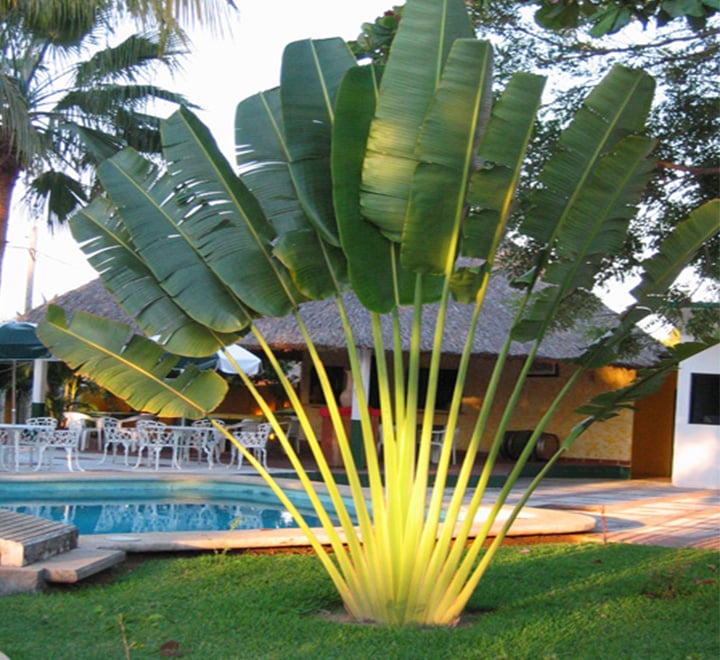 Ravenala madagascariensis “Traveller’s Palm” Greensouq