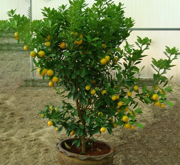 Citrus mitis or Chinese oranges البرتقال الصيني