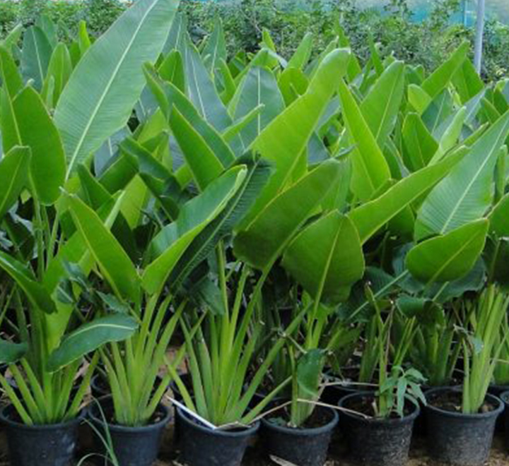 Ravenala madagascariensis “Traveller’s Palm”