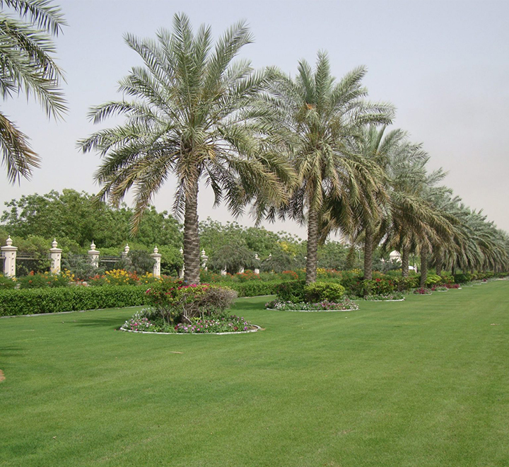 palm tree Phoenix dactylifera “Date Palm” النخلة