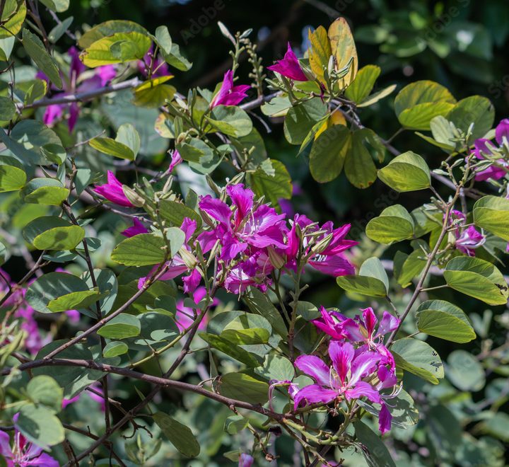 Bauhinia purpurea Green Souq