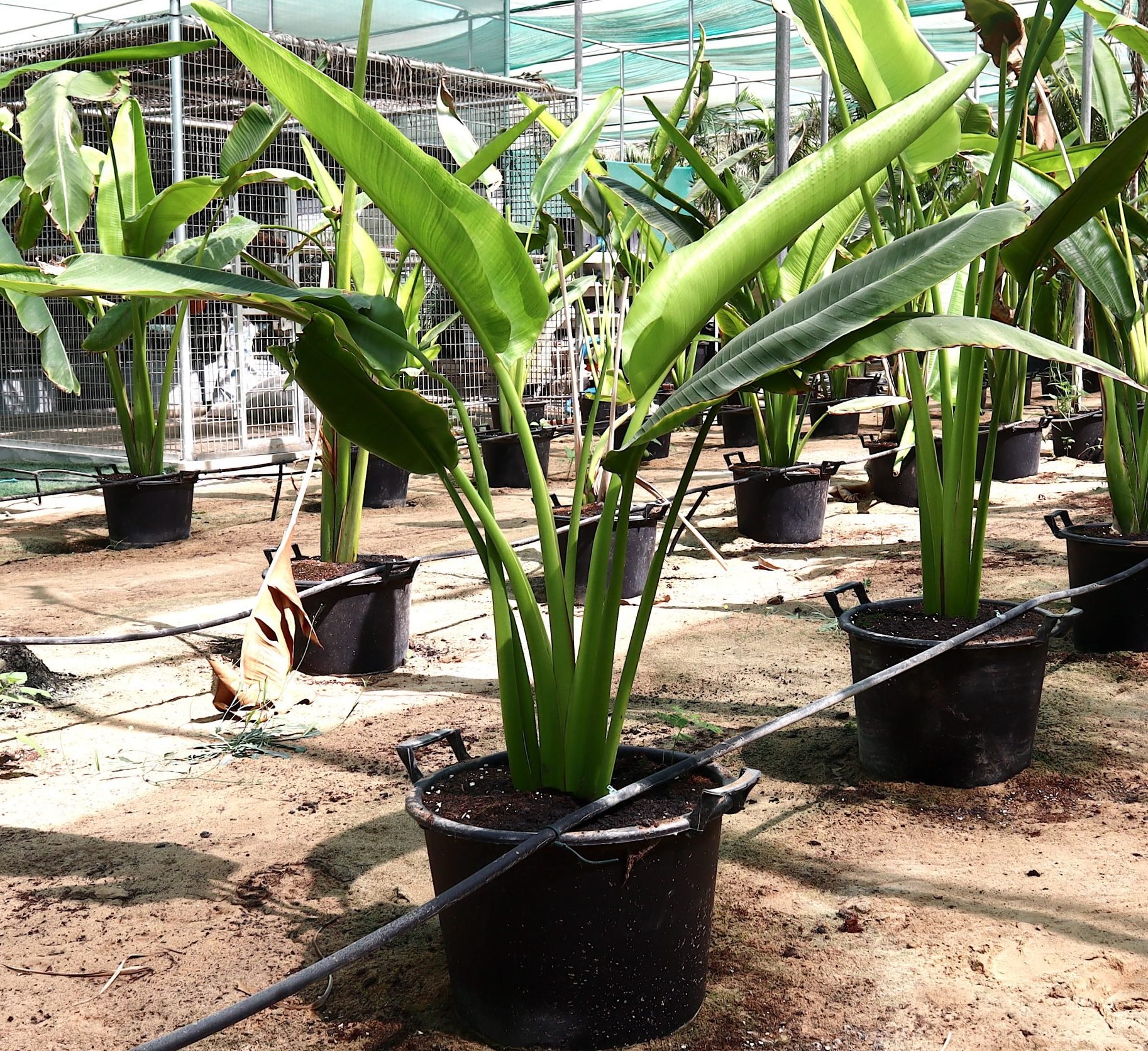 Ravenala madagascariensis “Traveller’s Palm” Greensouq