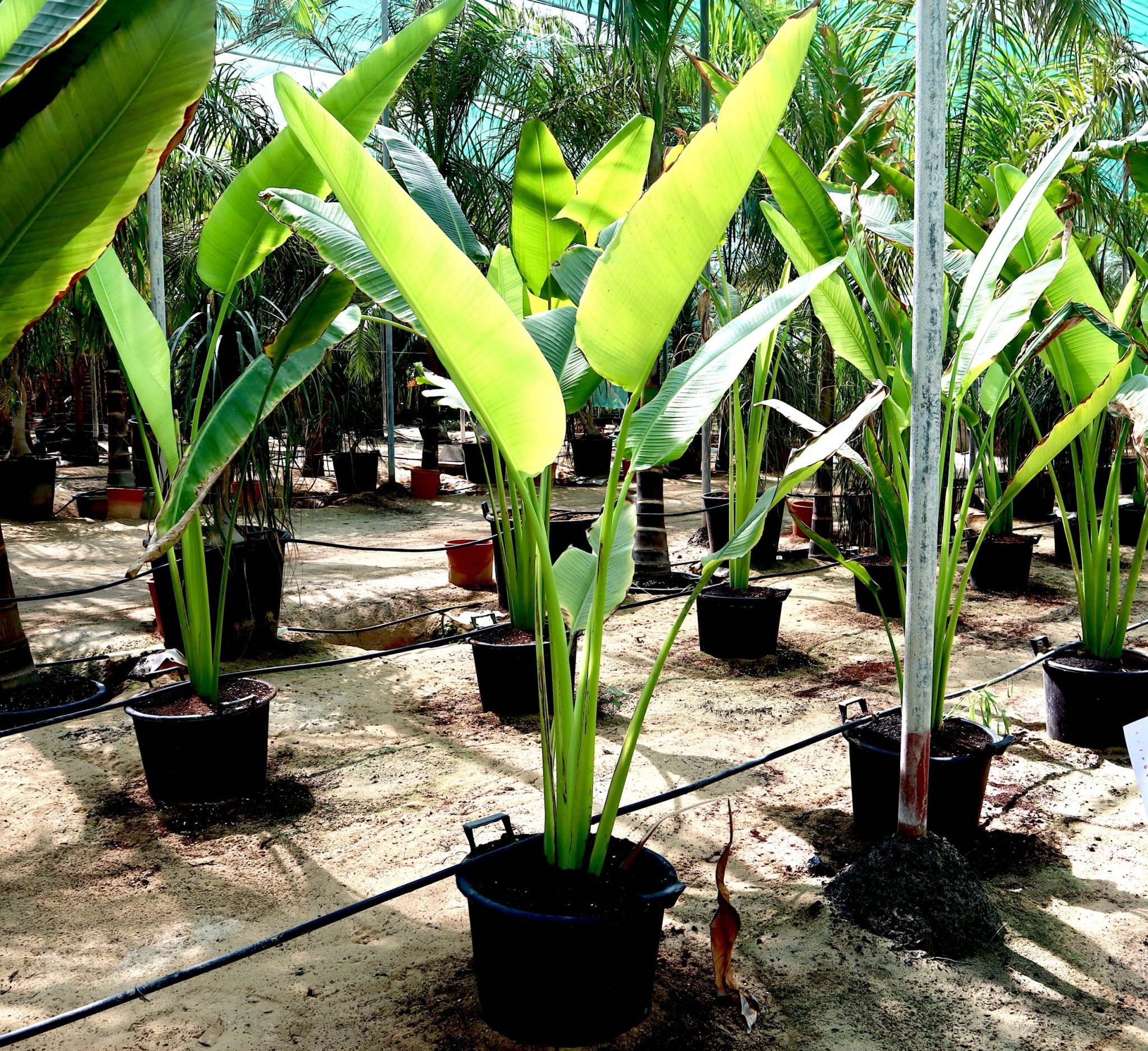 Ravenala madagascariensis “Traveller’s Palm” Greensouq