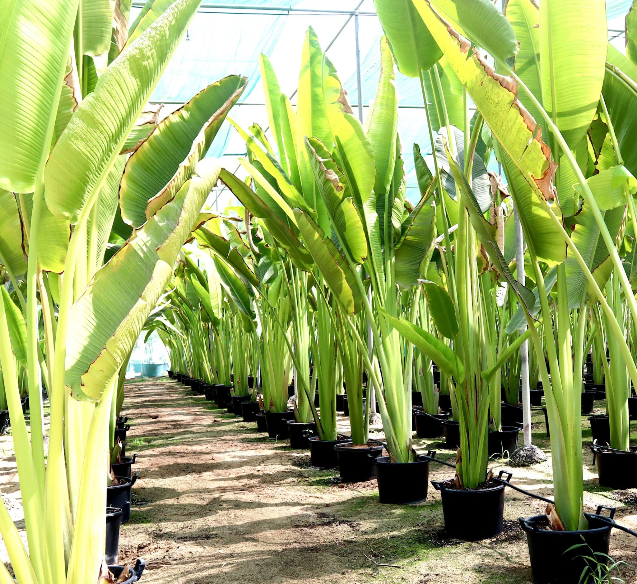 Ravenala madagascariensis “Traveller’s Palm” Greensouq