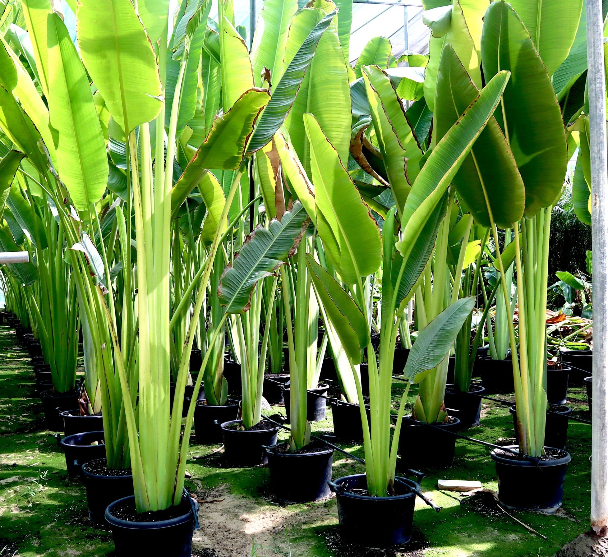 Ravenala madagascariensis “Traveller’s Palm” Greensouq